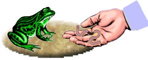 Hand feeding frog