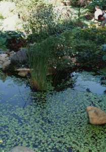 Frail Pond
