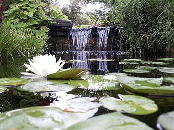 Waterlily and Waterfall